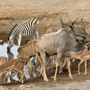 Wild animal drinking from the waterhole in Etosha National Park.