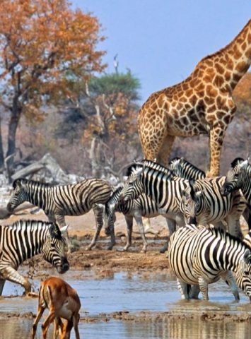 etosha-national-park